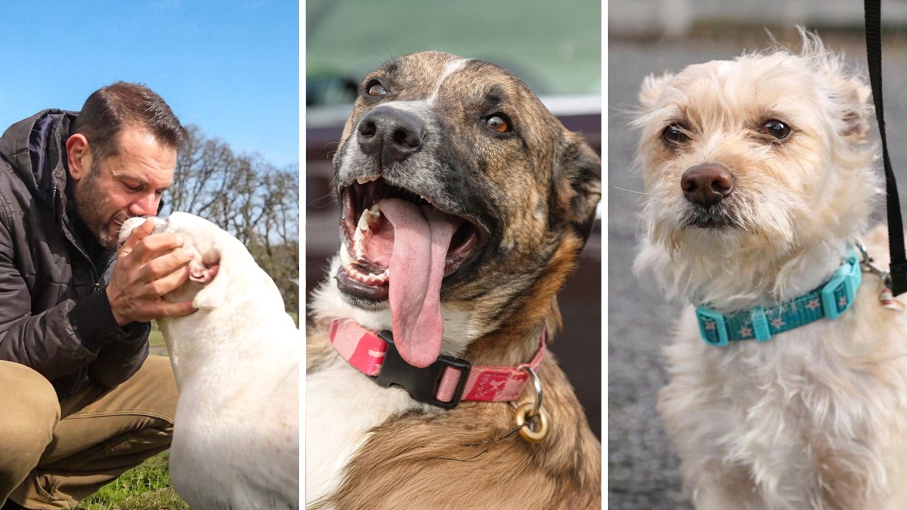 The reason this dog would be put down will shock you…