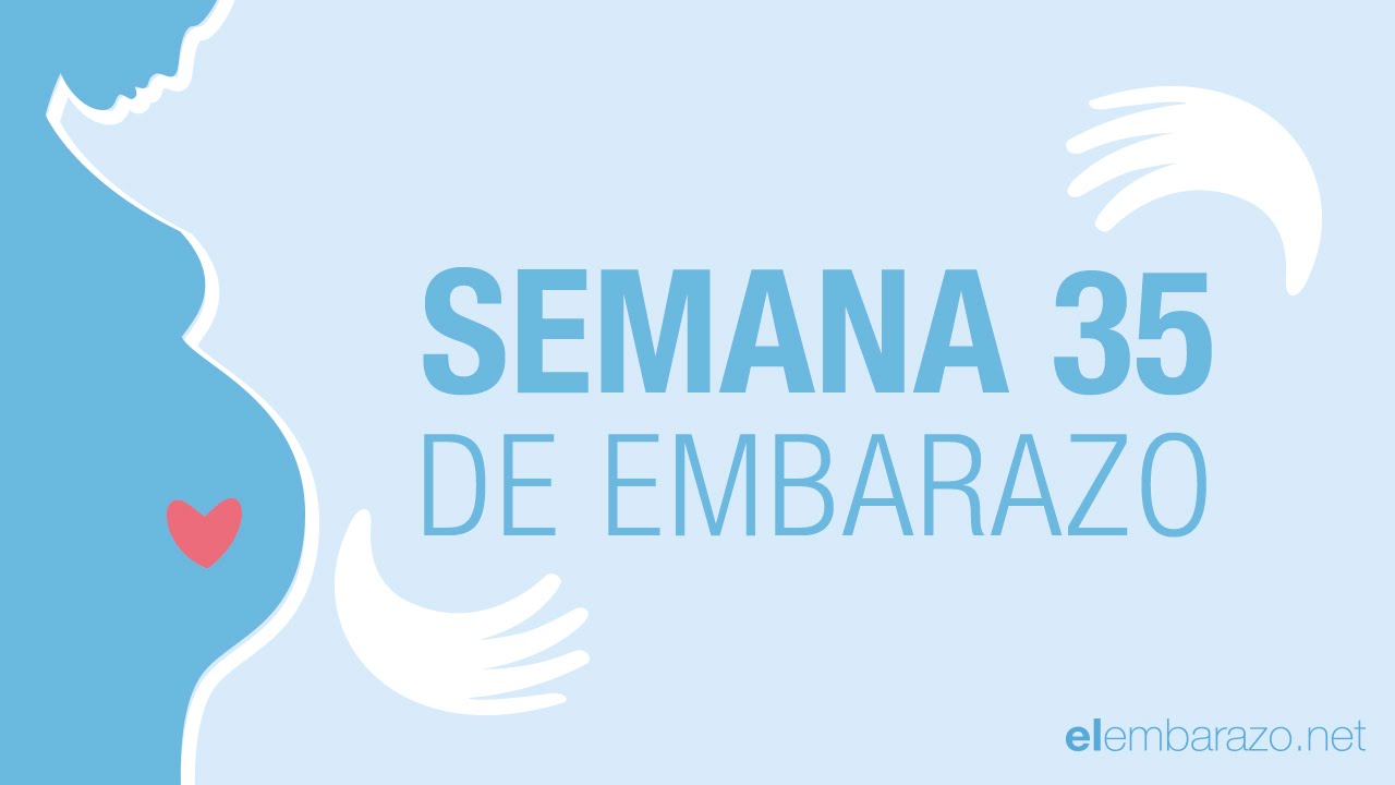 Semana 35 de embarazo | 35 semanas de embarazo | El embarazo semana a semana