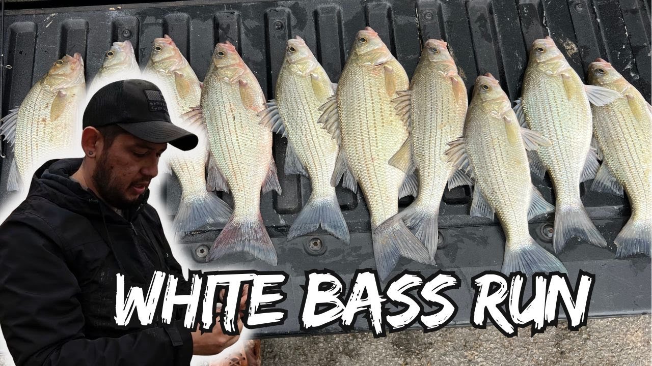 WHITE BASS LIMIT IN A FEW HOURS | The river is loaded with fish!!!