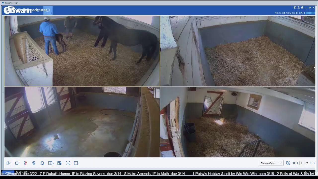 CLF Foaling Cams 3/16/26