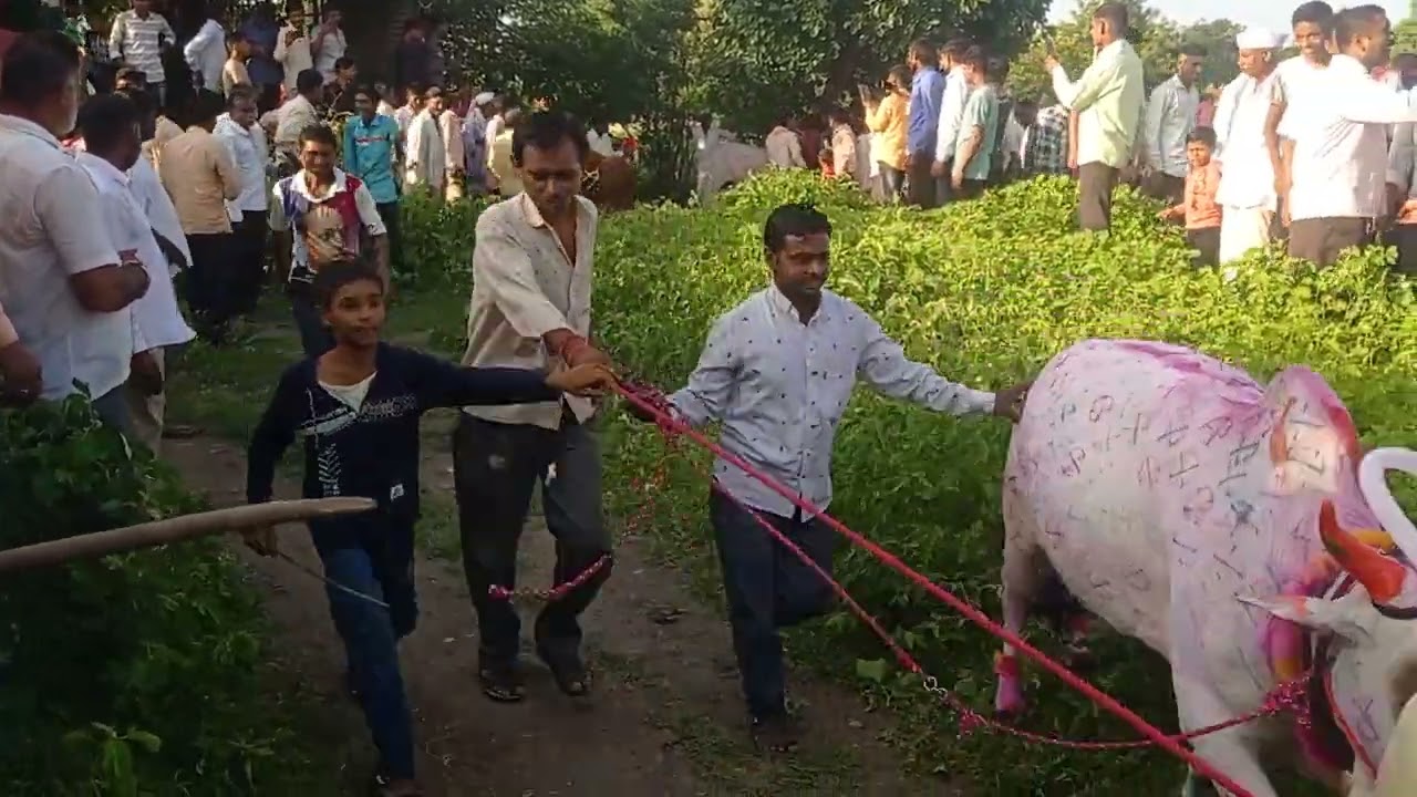 भोजे गावातील पोळा 26।8।2022