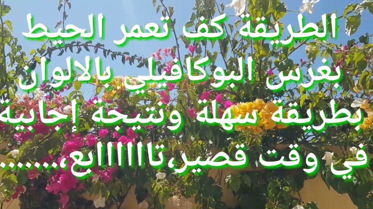 التهامي الجارديني مع الطبيعة، غرس البوكافيلي بطريقة سهلة وإجابية بدون تكاليف