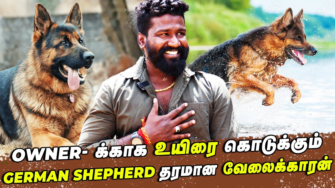 German shepherd தான்  தரமான வேலைக்காரன் ...முரட்டு விசுவாசி நாய் இது | Seithimalar | Dogs