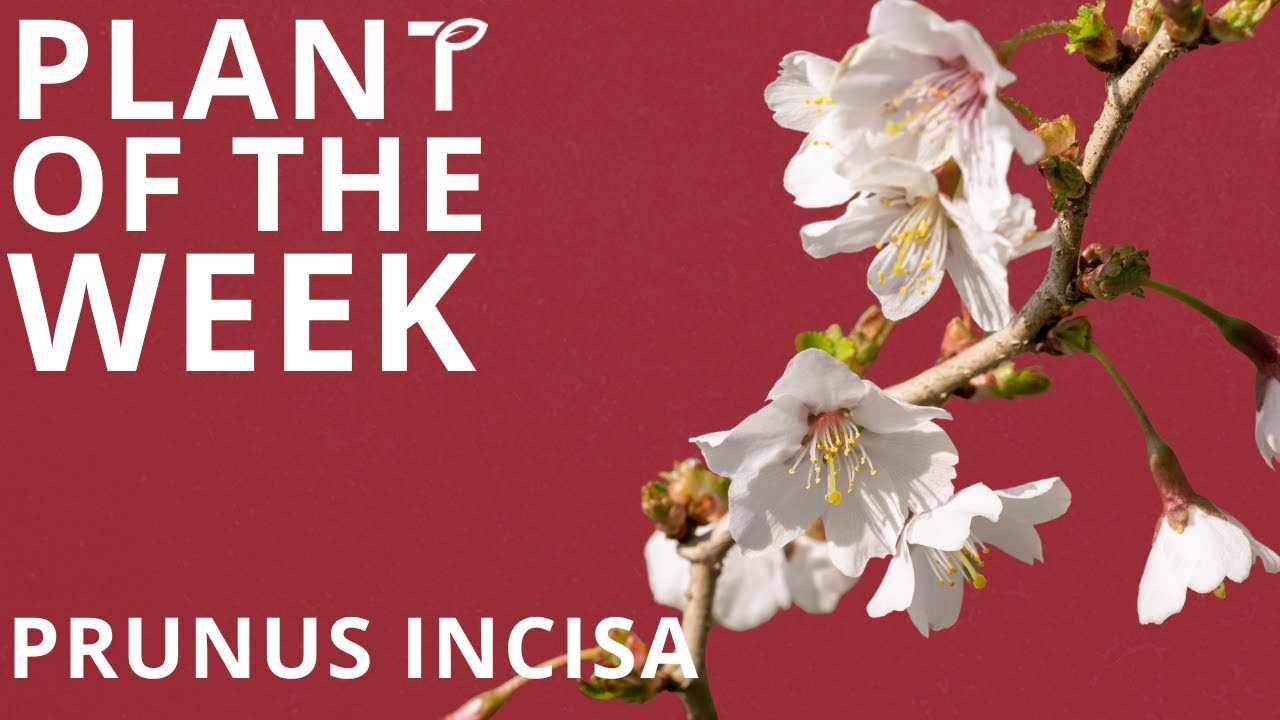 Plant of the Week - Prunus incisa
