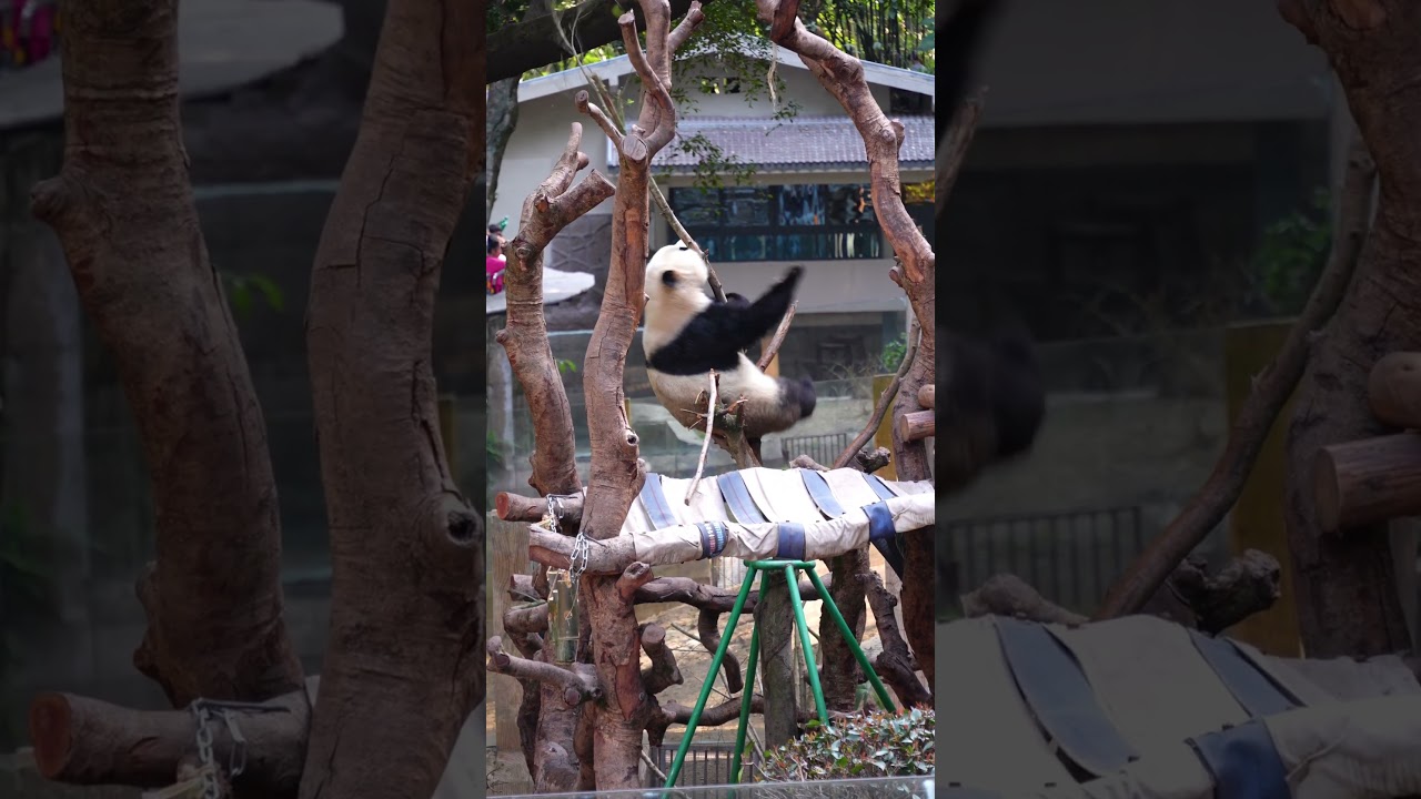 Proof of being overweight! Panda breaks branch with one big sit! #panda