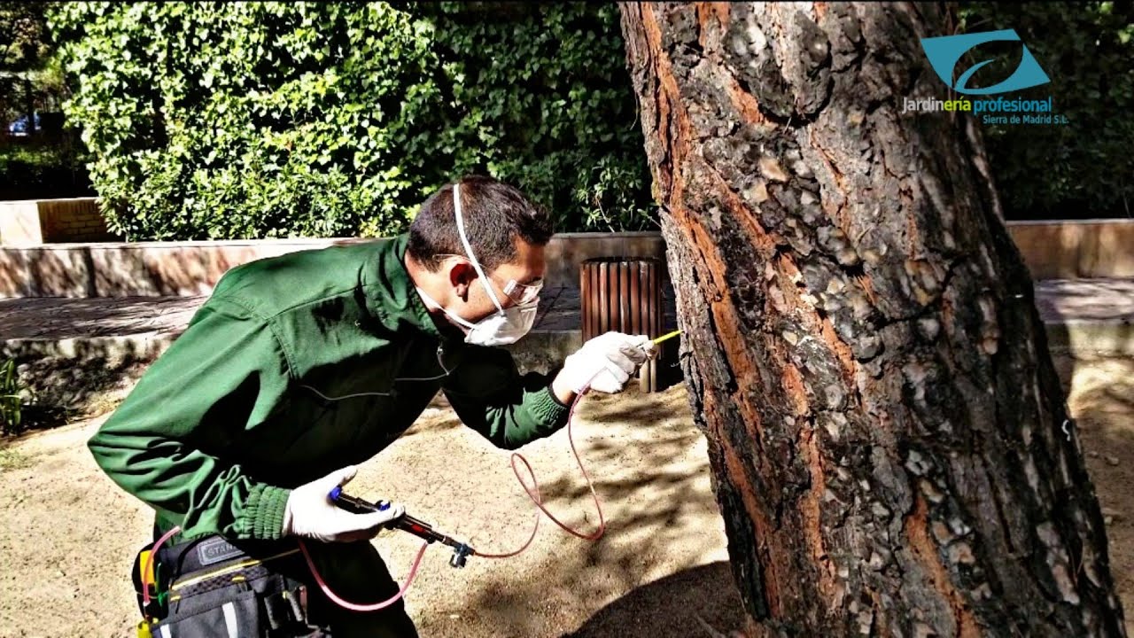 💉🌳Endoterapia vegetal contra la  oruga procesionaria del pino - Jardinería profesional