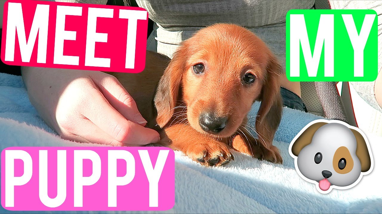 MEET MY NEW PUPPY! | VLOGMAS