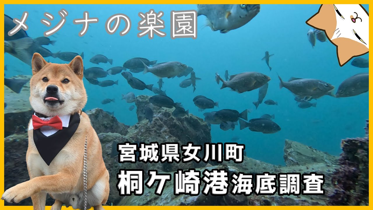 柴犬ゆきちとメジナの楽園へ！？タナゴいっぱい？桐ケ崎港海底調査【宮城県女川町】
