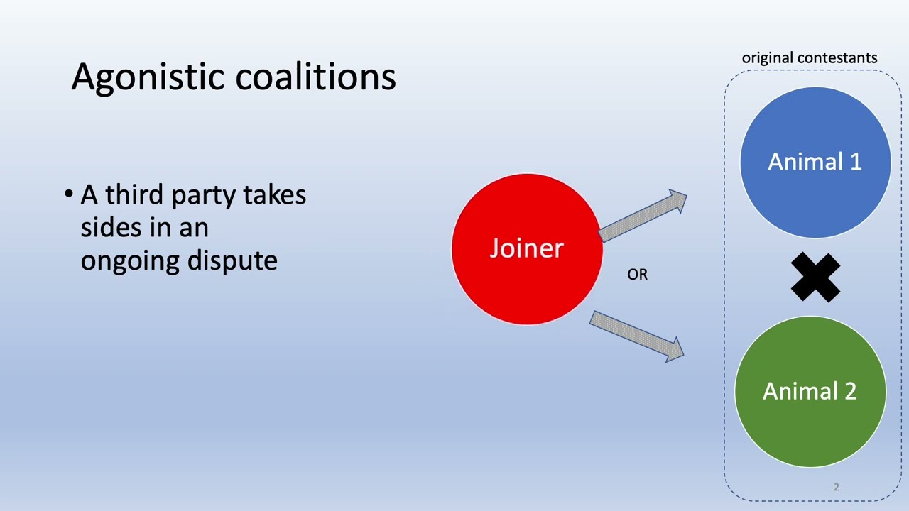 Selfishly supporting the vulnerable: coalition formation in wild blue monkeys [Kyle Rotter]
