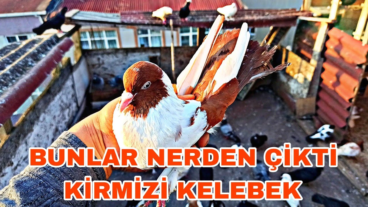 BUNLAR NERDEN ÇİKTİ KİRMİZİ KELEBEK KAPLAN KELEBEK NE OLDUGUNU ANLAMADİM