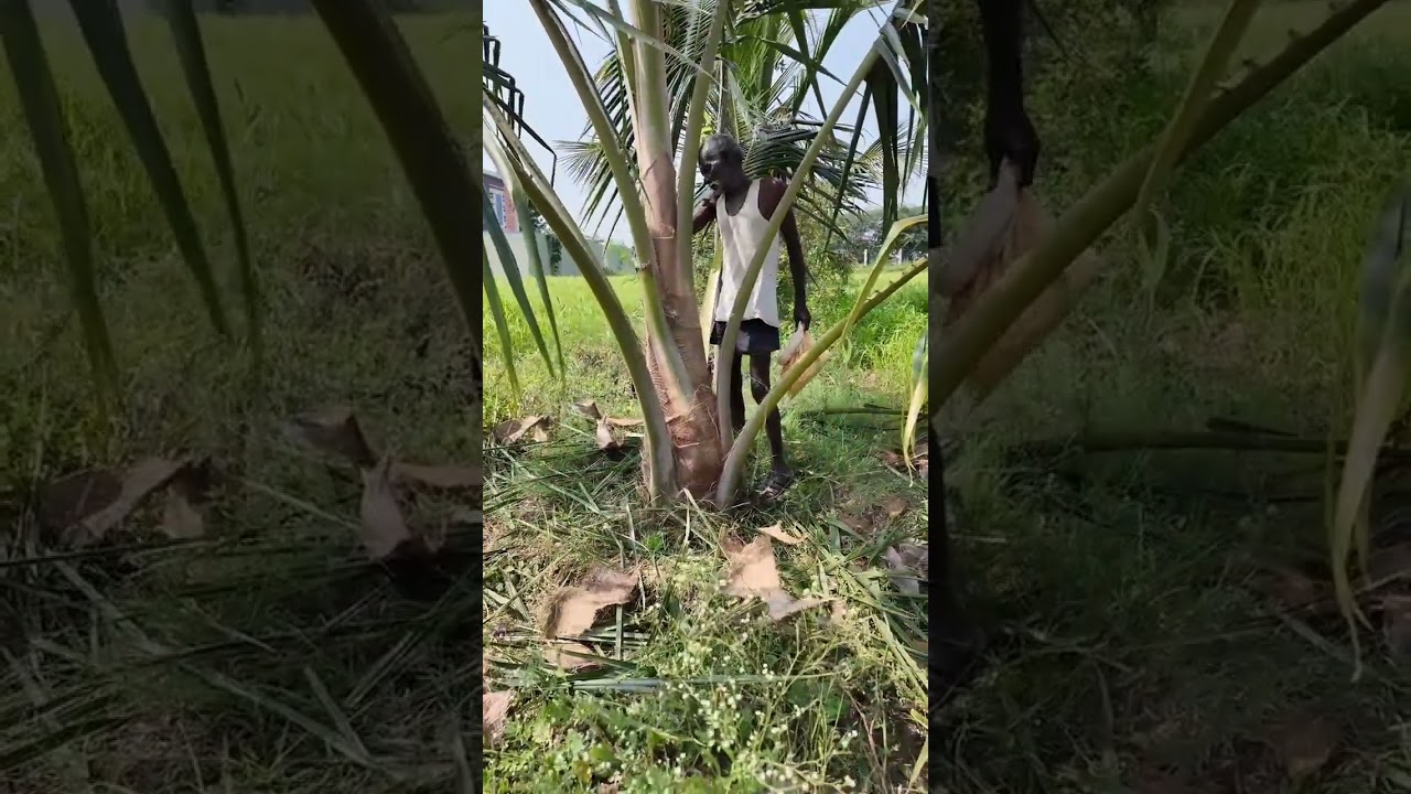 3 வருட தென்னமரத்துல இப்போதே சிறகு வந்தாச்சு! 😲🌴 5வது வருசத்துல காப்பு வரும் சிக்னல் Part 3 #coconut 