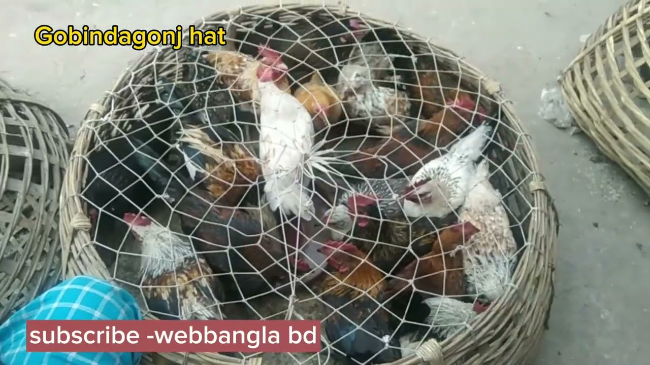 #গোবিন্দগঞ্জ #হ্যাস -মুরগি ও কবুতরের হাট।