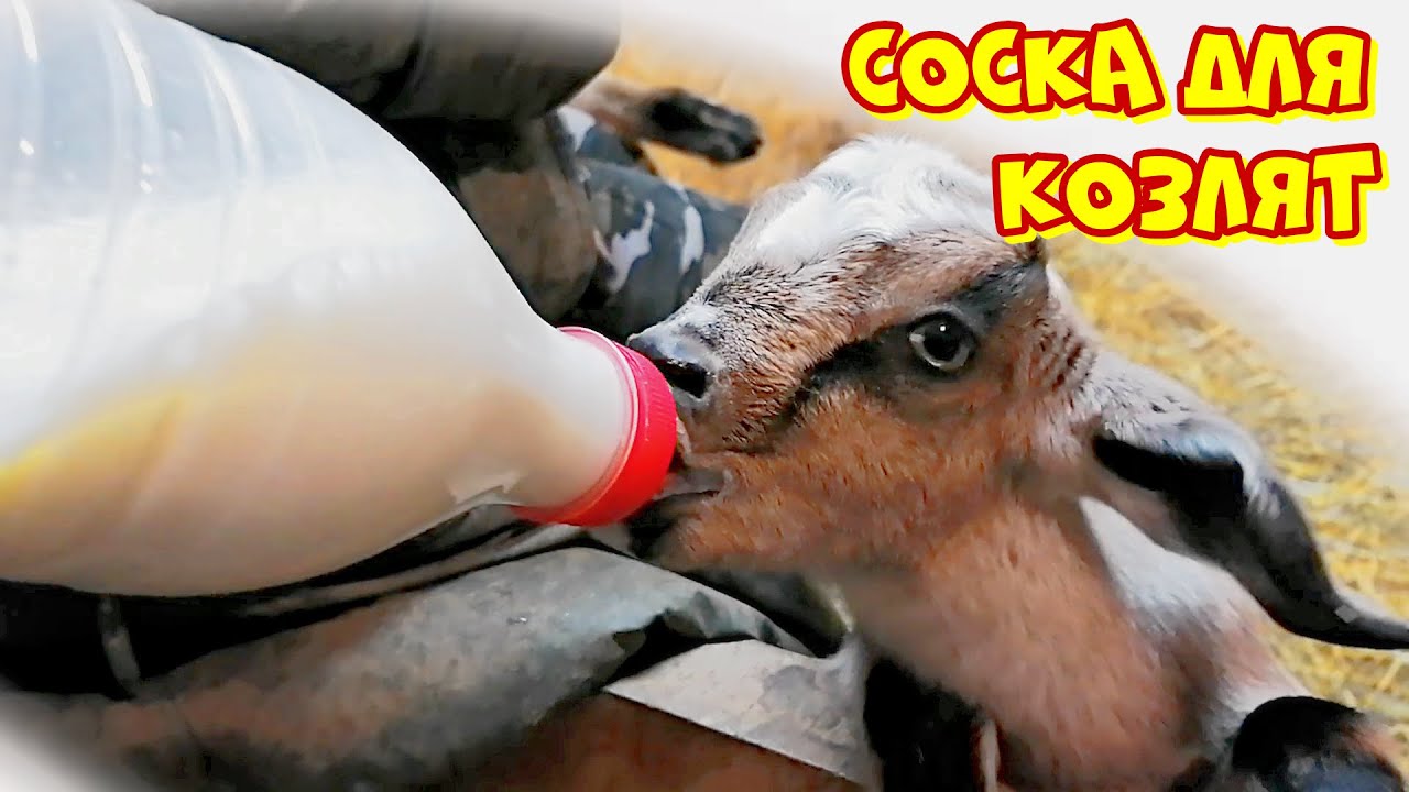 БУТЫЛКА СВОИМИ РУКАМИ  | ВЫПОЙКА КОЗЛЯТ
