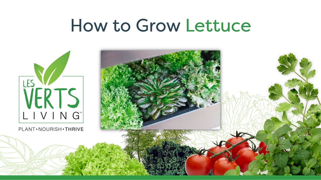 Quick Guide: How to Grow Lettuce in Your Les Verts Terrace Indoor Garden