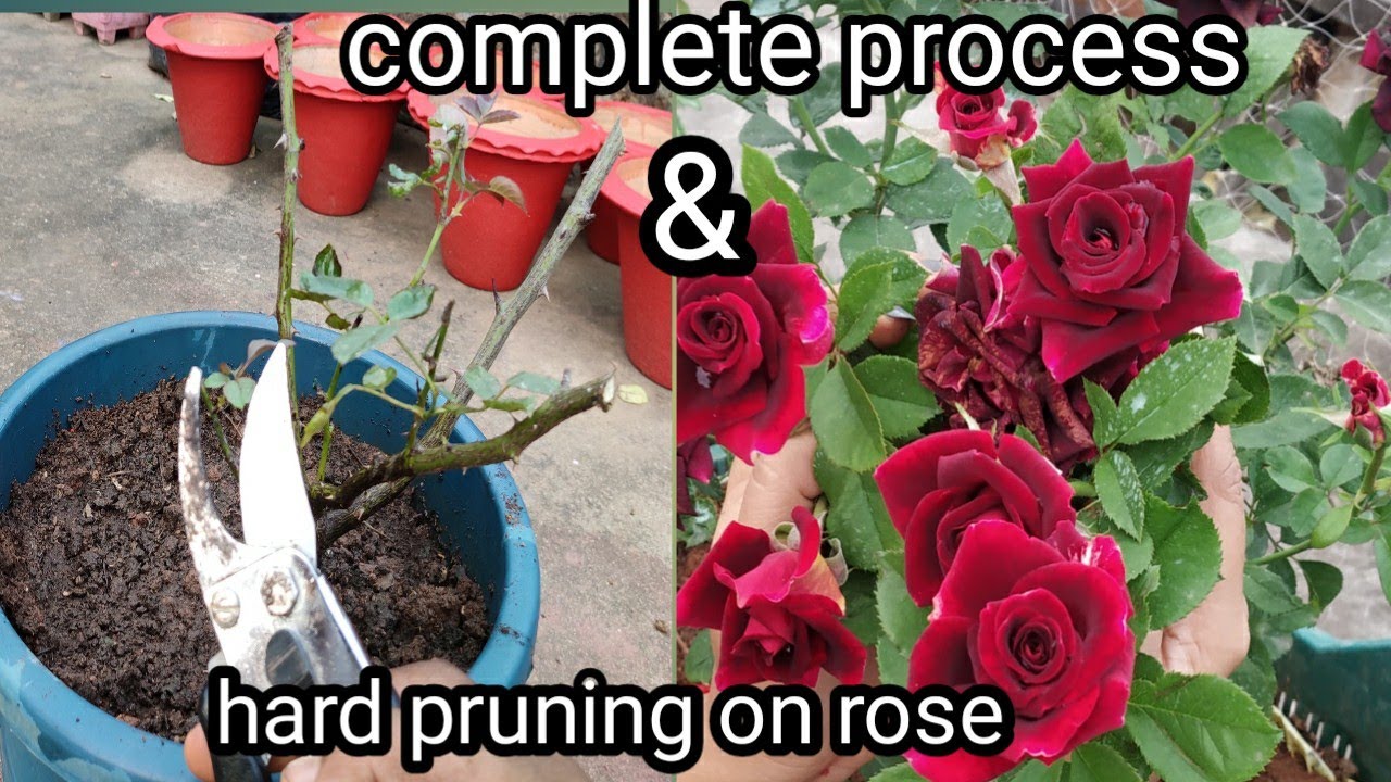 Hard pruning on rose plant