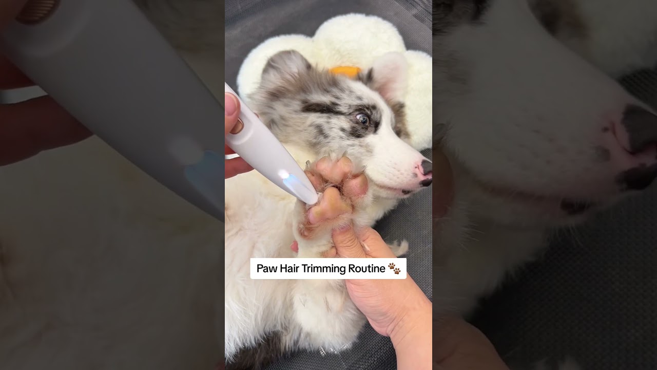 Safe & Easy Grooming: Pet Paw Trimmer Every Pet Parent Needs!
