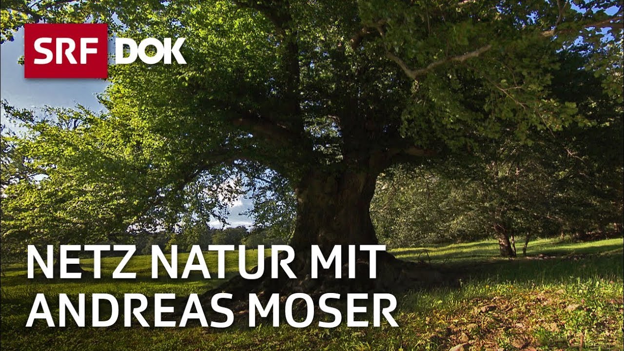 Gefühle und Wahrnehmung bei Pflanzen | NETZ NATUR mit Andreas Moser | DOK | SRF Wissen