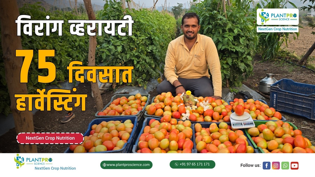 🍅 टोमॅटो (विरांग व्हरायटी) | शेतकऱ्याचा प्रत्यक्ष अनुभव #tomato