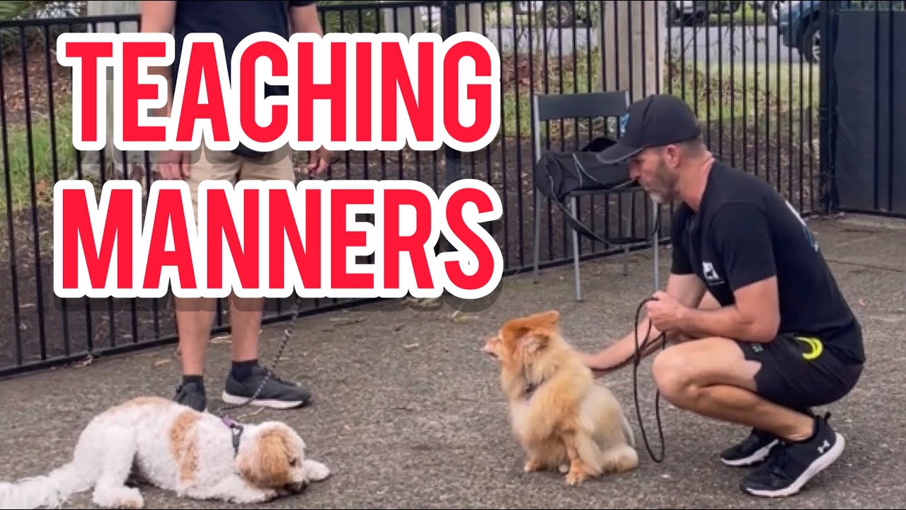 Teaching Mickey some manners! #dog #dogtraining #puppy