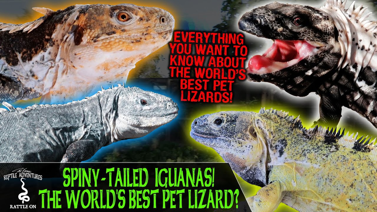 SPINY-TAILED IGUANAS! THE WORLD'S BEST PET LIZARD?