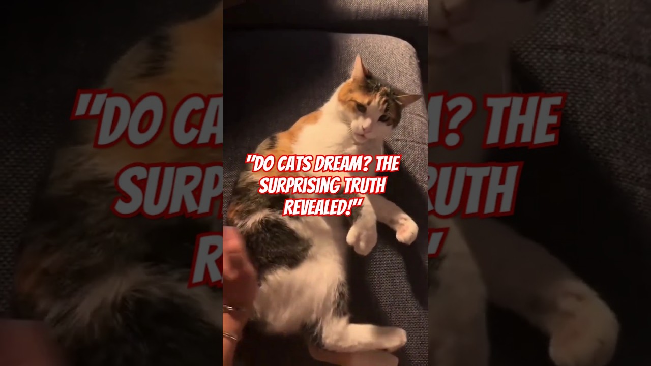 Do Cats Dream Find Out Why They Twitch in Their Sleep! 😴 