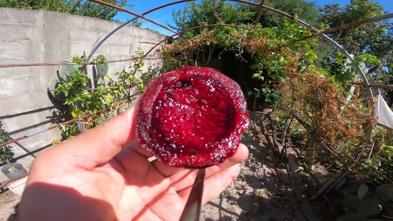 Colheita de FIGO DA INDIA (Opuntia Robusta)