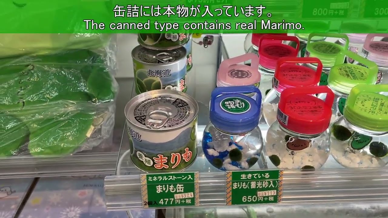 I bought Marimo at a souvenir shop in Tanukikoji, Sapporo