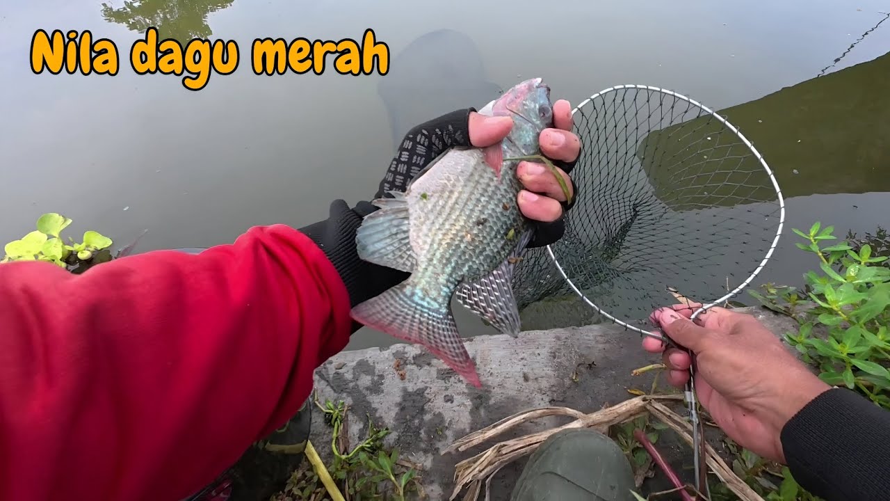 Pakai lumut dapat nila dagu merah !!