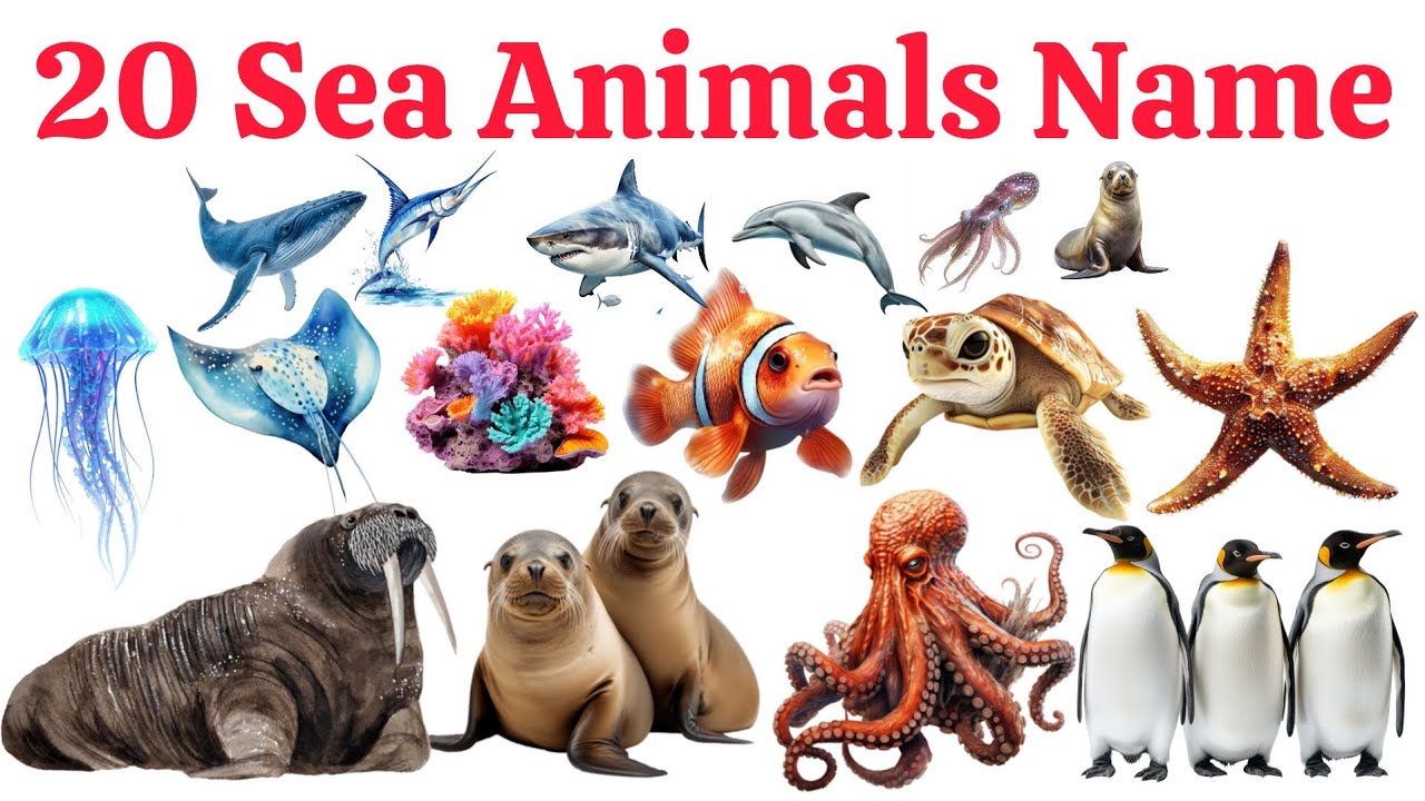 20 समुद्री जानवरों के नाम 🌊 | 20 Sea Animals Name in English and Hindi | Kids Learning Video 🐠🐬