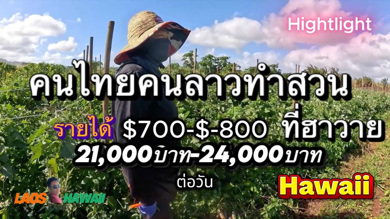 คนไทยคนลาวทำสวนที่ฮาวายรายได้ 21,000บาท-24000บาท ต่อวัน Wahiwa Farm Hawaii