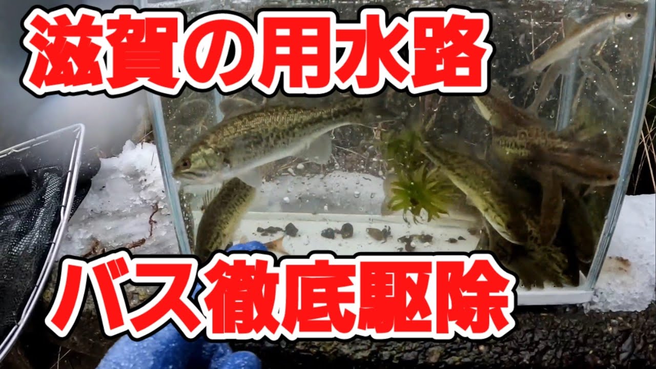 [ガサガサ]滋賀県の用水路にブラックバスがうじゃうじゃいたので駆逐した！