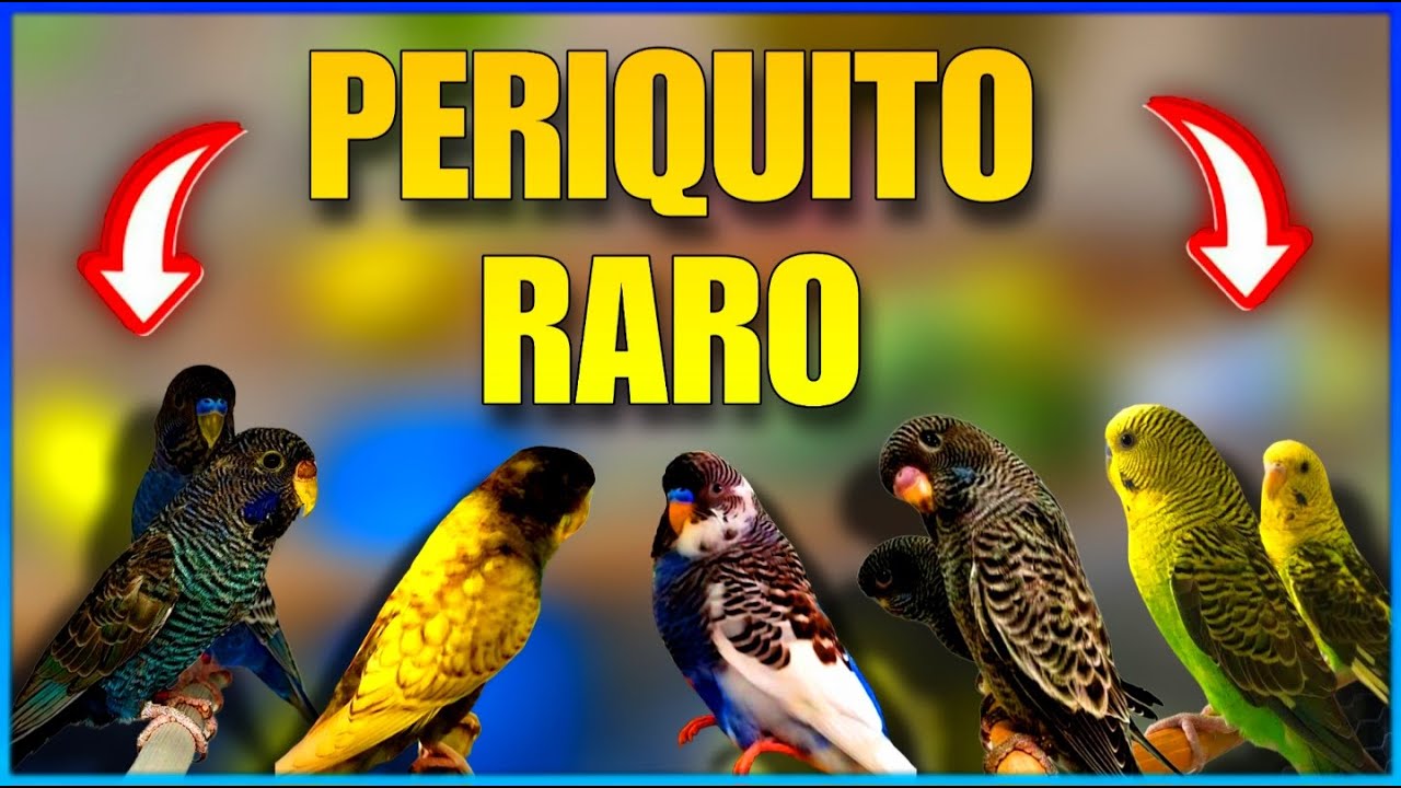 EXPOSI&Ccedil;&Atilde;O DE PERIQUITO RARO (PERIQUITO DE COR)