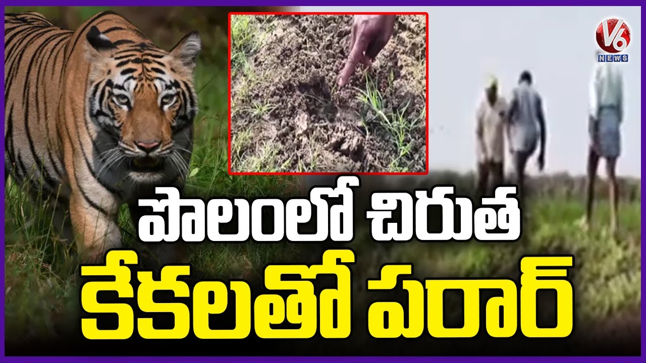 Public Fear As Leopard Spotted in Jagtial | V6 News