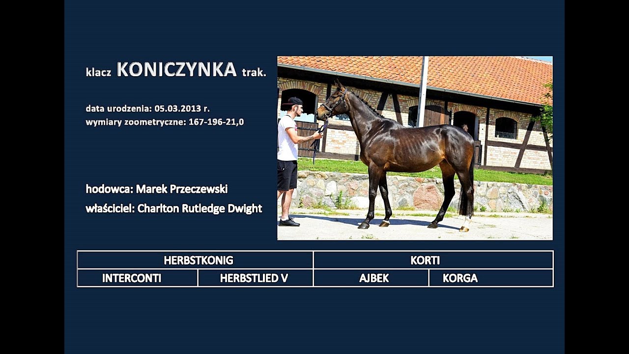 Trakehner mare Koniczynka / Herbstk&ouml;nig