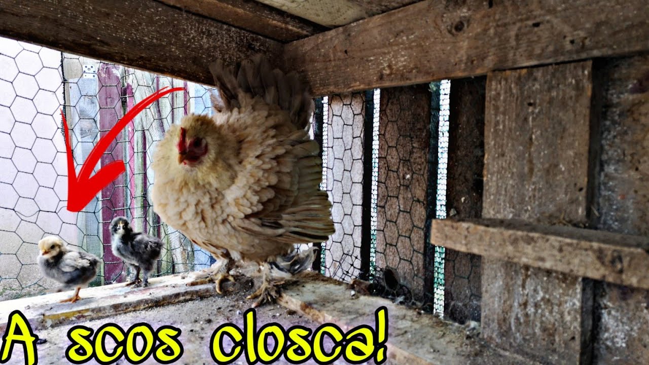 A scos closca!