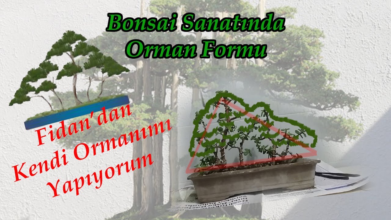 Aday Fidanların dan Kendi Bonsai Ormanımızı Yapıyoruz.