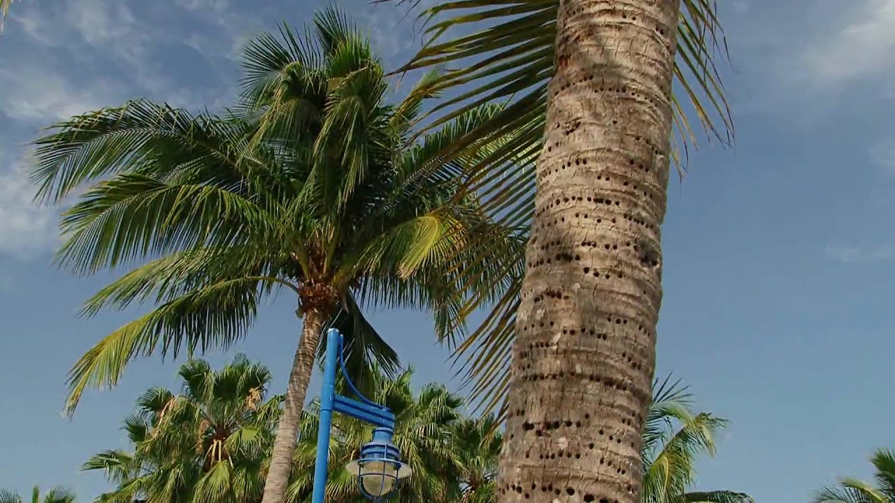 Sony HDR-FX1000 - Full Daylight Test #1