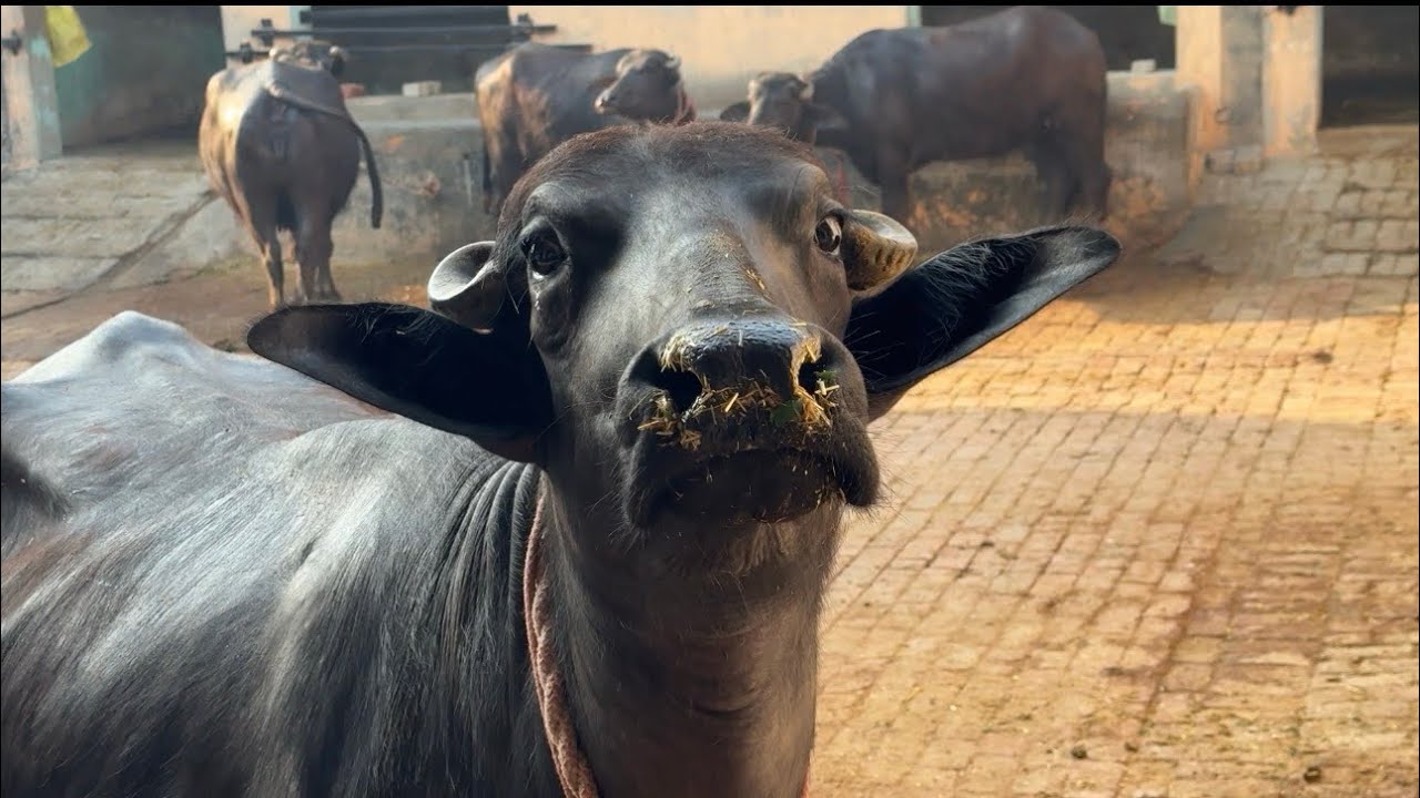 Miloo nye MEMBER se🐃