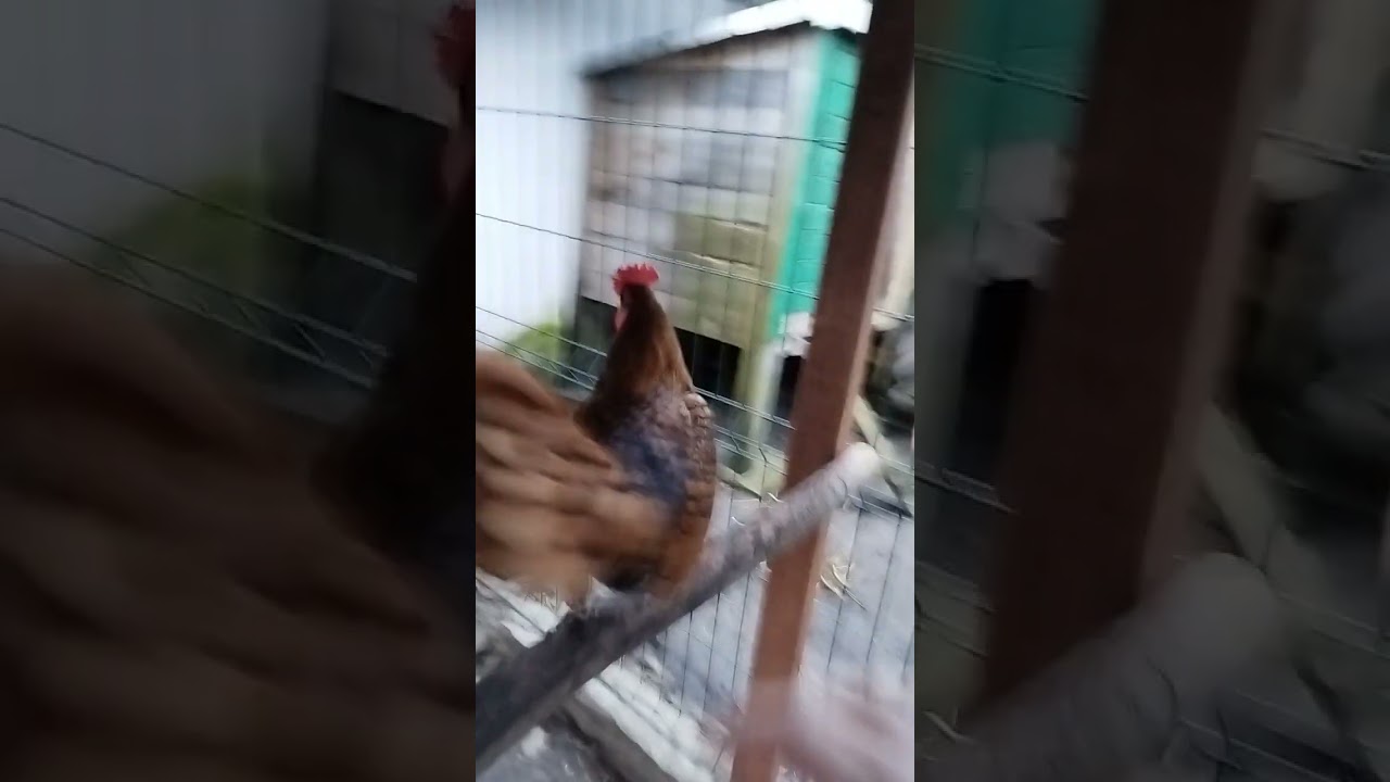 kogut sebrytka złoty,rooster sebright