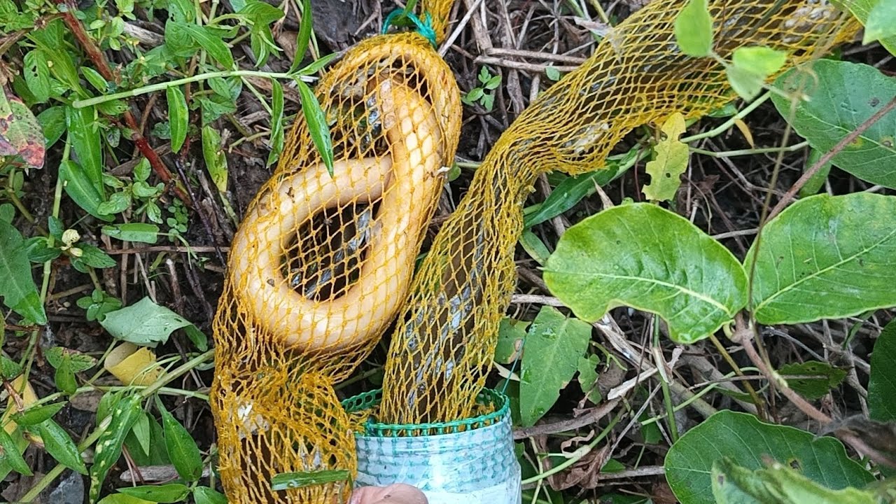 Trải nghiệm đặt trúm lươn bằng cá nướng/Catch eels with grilled fish bait that sticks to giant eels