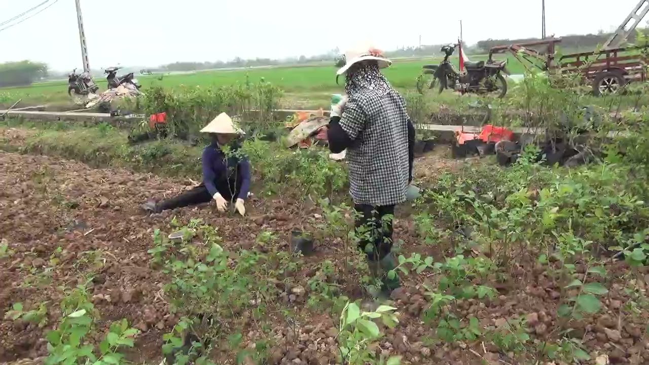 Nhà vườn kiên nguyễn chuyên cây giống cây ct các loại 