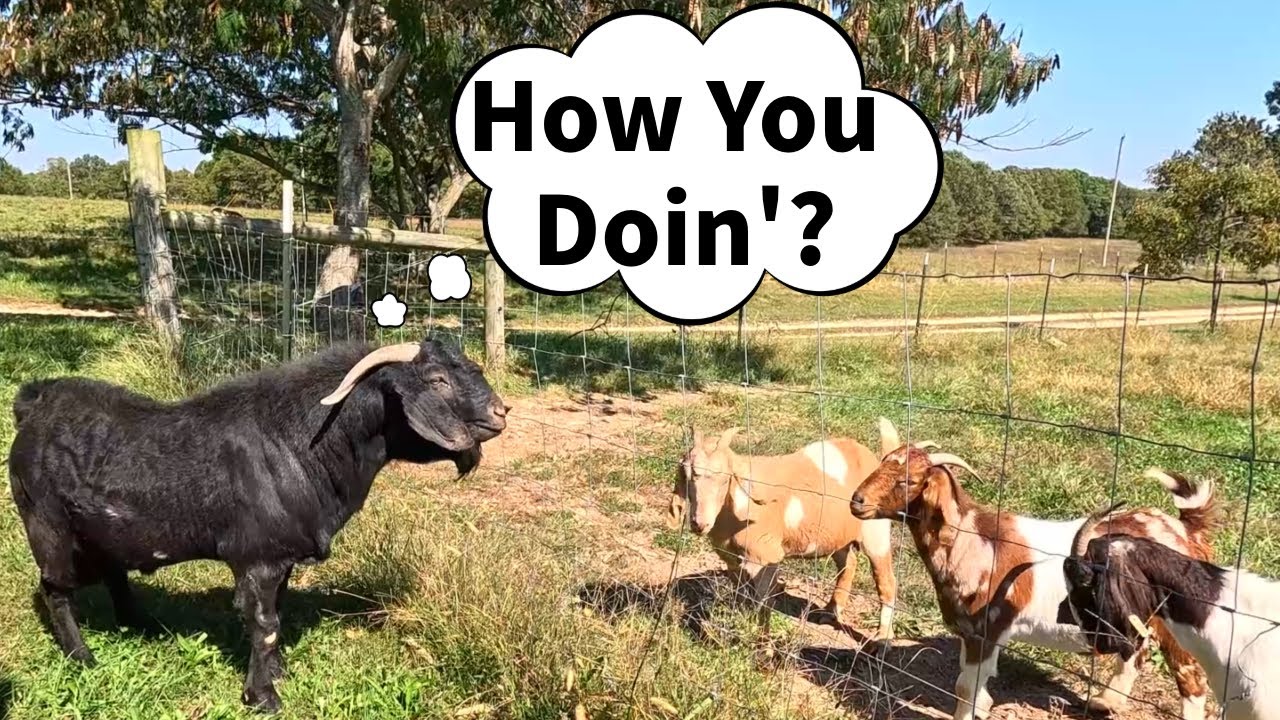 It's Breeding Season For Our Boer Goat Herd - How We Deal With Challenges On Our Small Scale Farm