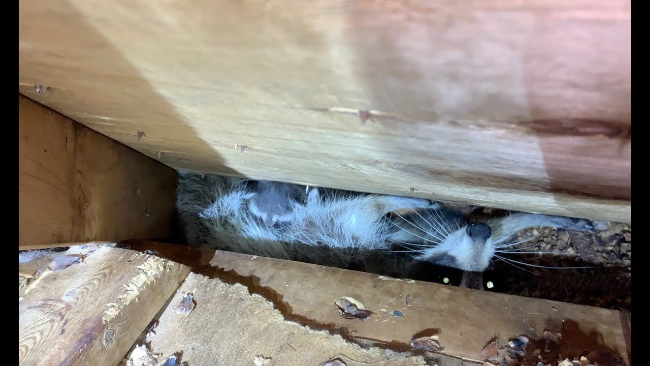 Raccoon Removal From Pool Cabana | No Vacancies