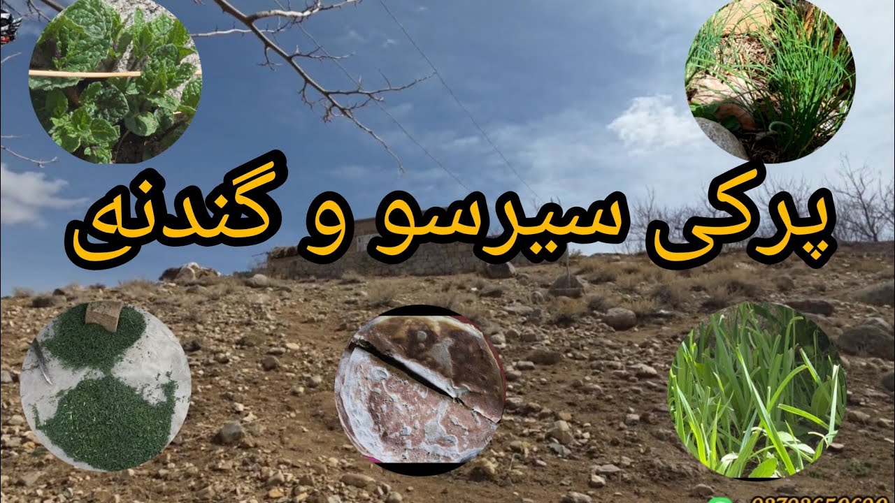 چیدن سیرسو و گندنه برای افطار 🌙Picking Garlic & Leeks for Iftar