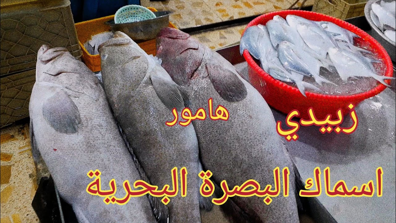 سمك البصرة البحري الطازج#انوع الأسماك البحرية في البصرة العراق#types of marine fish in basra