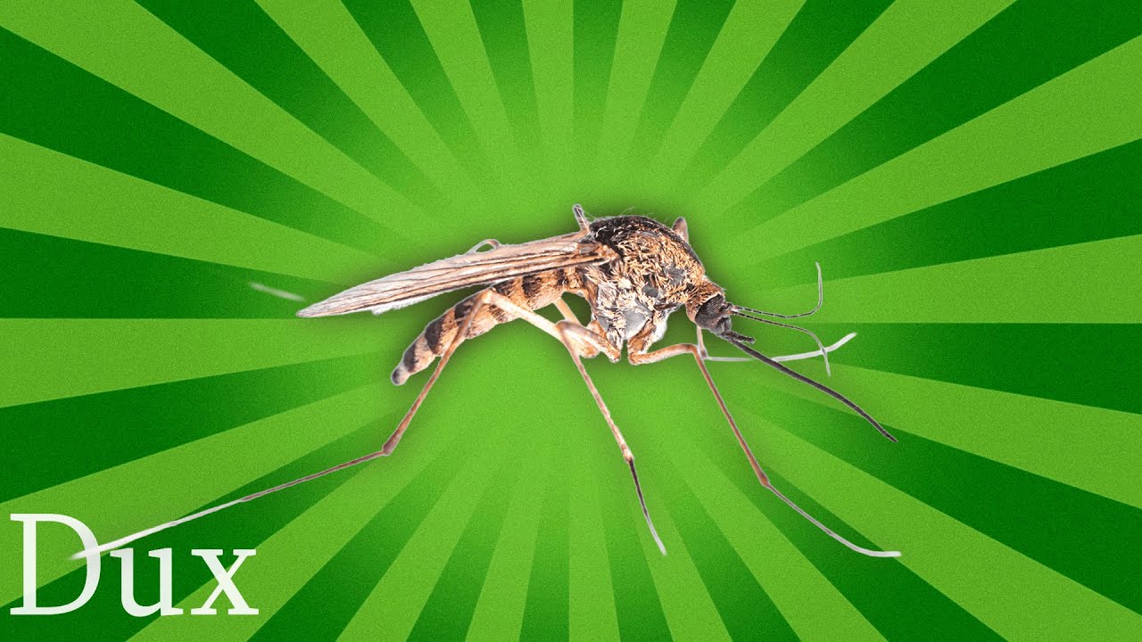 Why do mosquitoes exist?
