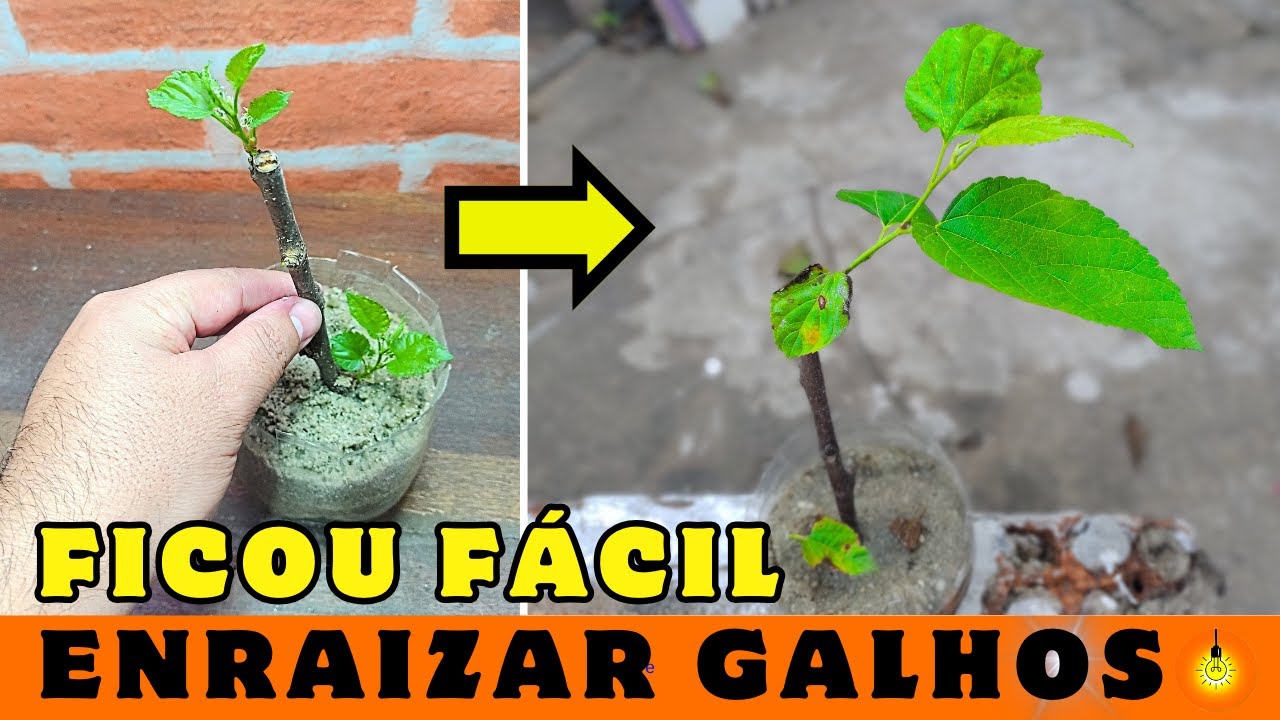 Eu Descobri o SEGREDO para Enraizar Galhos com Estufa de Garrafa PET