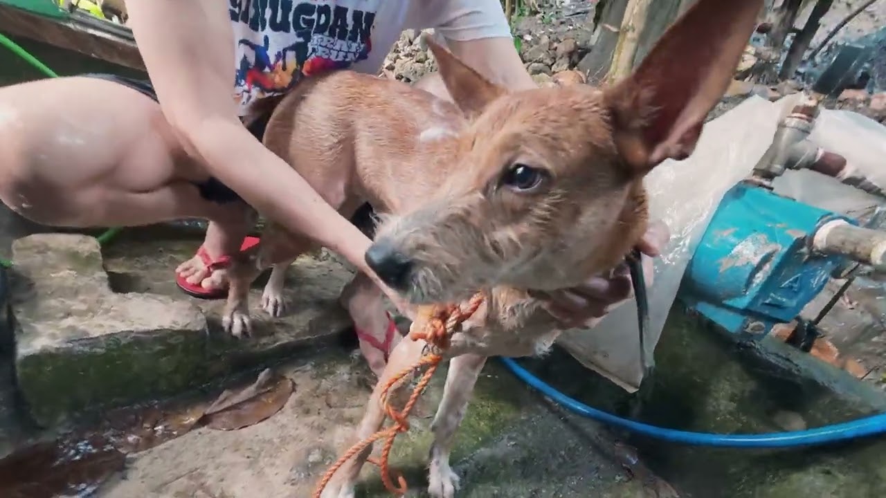 Shuvee Bathing after 6 months