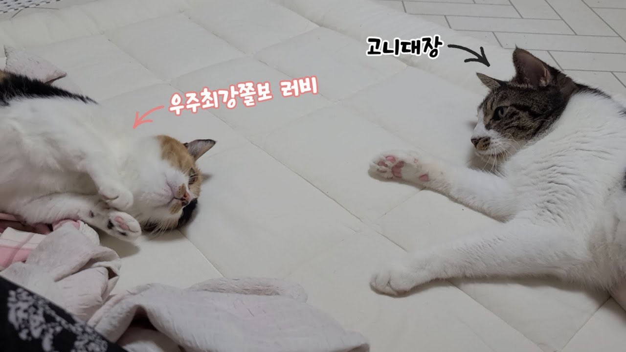 고니대장은 러비 편? 집사 편? (ft.러비의 짧은 거실 산책)