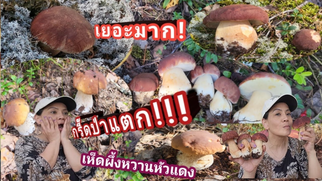 #กรี๊ดป่าแตก!! #คลิปนี้ทุกคนต้องดู!! #เก็บเห็ดผึ้งหวานหัวแเดงตลอดคลิป30นาที #ดู#กันจุกๆไปเลยคลิปนี้!